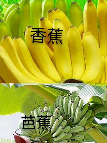原创水果界里5对双胞胎一个贵族一个是平民你分得清吗