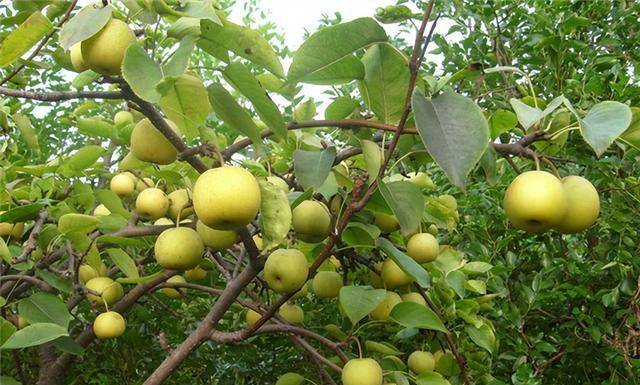 因为将梨树种在家门前,就预示着这家人会面临着分离,这与团圆的观念不