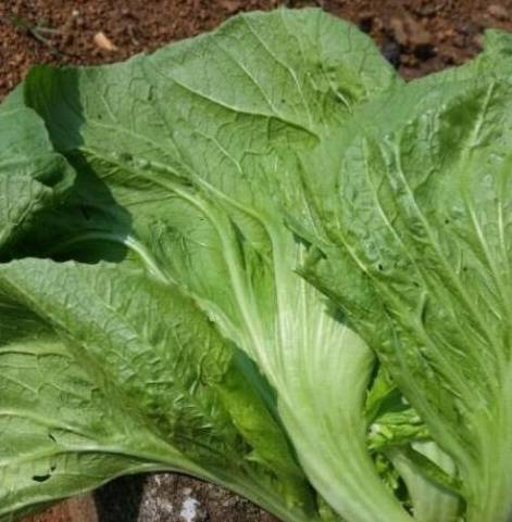 冲菜:一道美味的川西农家下饭菜_芥菜_食用_鲜花