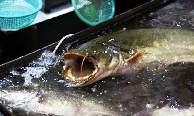 员工着急忙慌地说道:"老板不好了,池塘里的鱼饲料都臭了,鱼一点都不吃