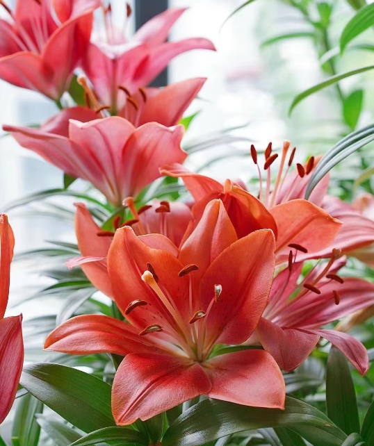 蓝妖百合花怎么养才能开花多并旺盛关键是做好这6点