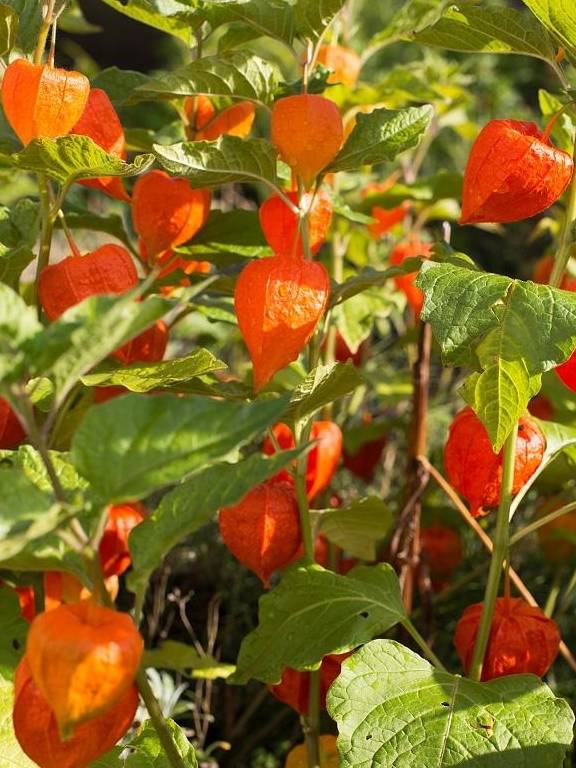 原创在家养1盆倒挂金钟开出花来像一个个小灯笼特别的可爱