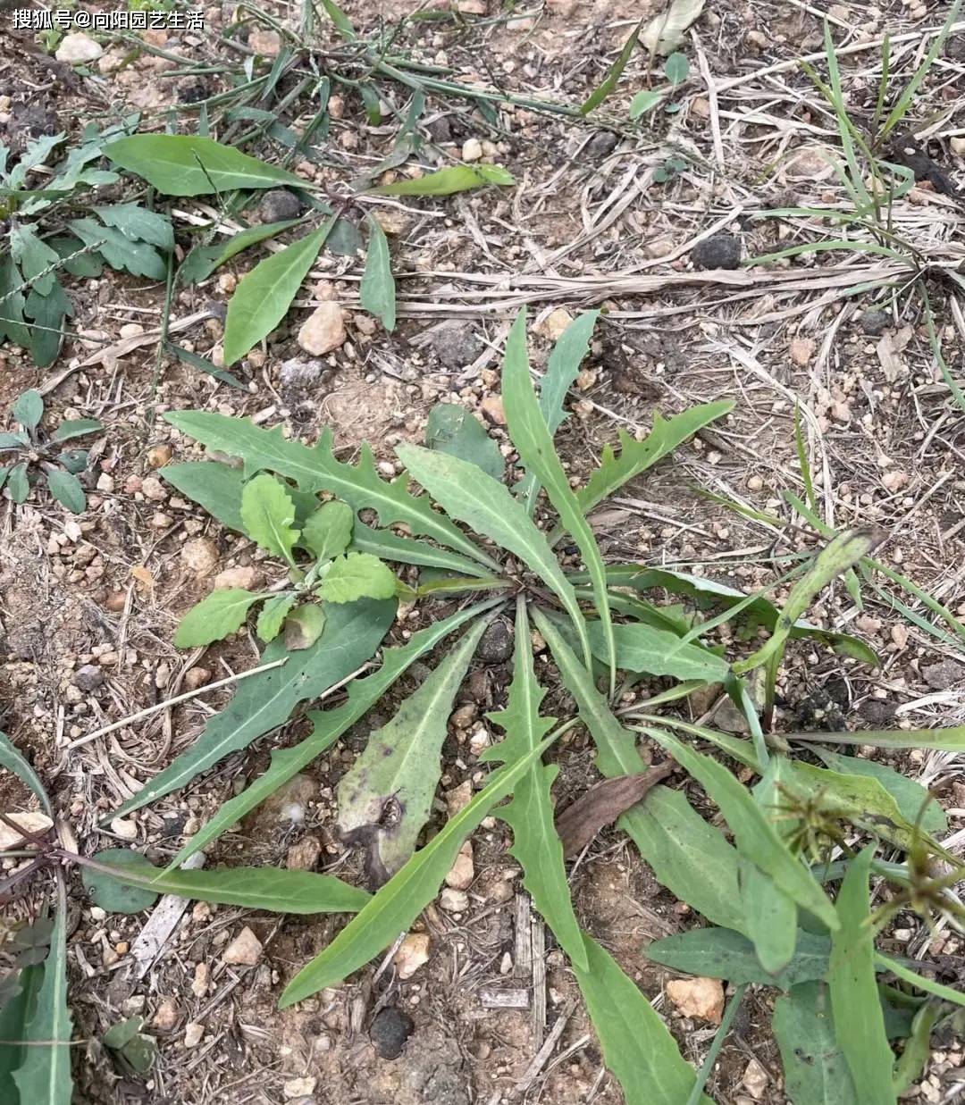 又到了吃野菜的季节,山东人热衷的苦菜,蘸酱吃能败火