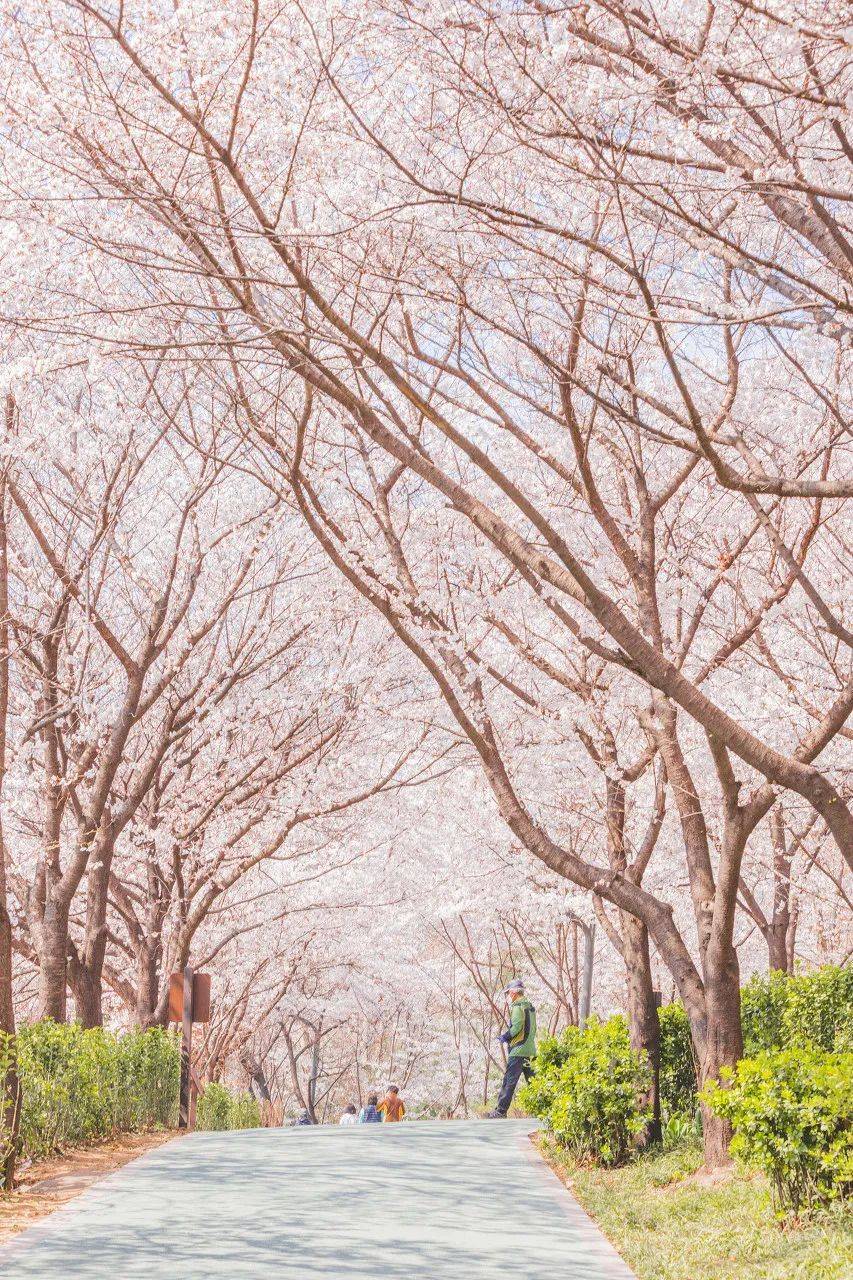 来这6大春日踏青地,才能不辜负春天