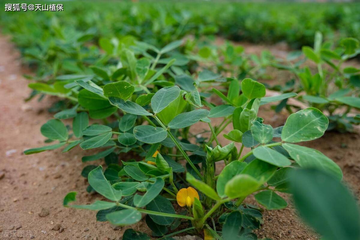 原创关于花生生长的知识