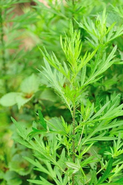 准备新鲜的艾叶,采摘的时候挑选嫩叶的,首先清洗艾叶,将艾叶放入盆中