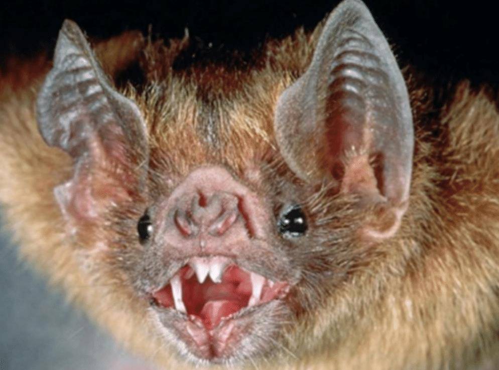 原创蝙蝠的先祖是何物考古学家发现125亿年前的化石长相吓人