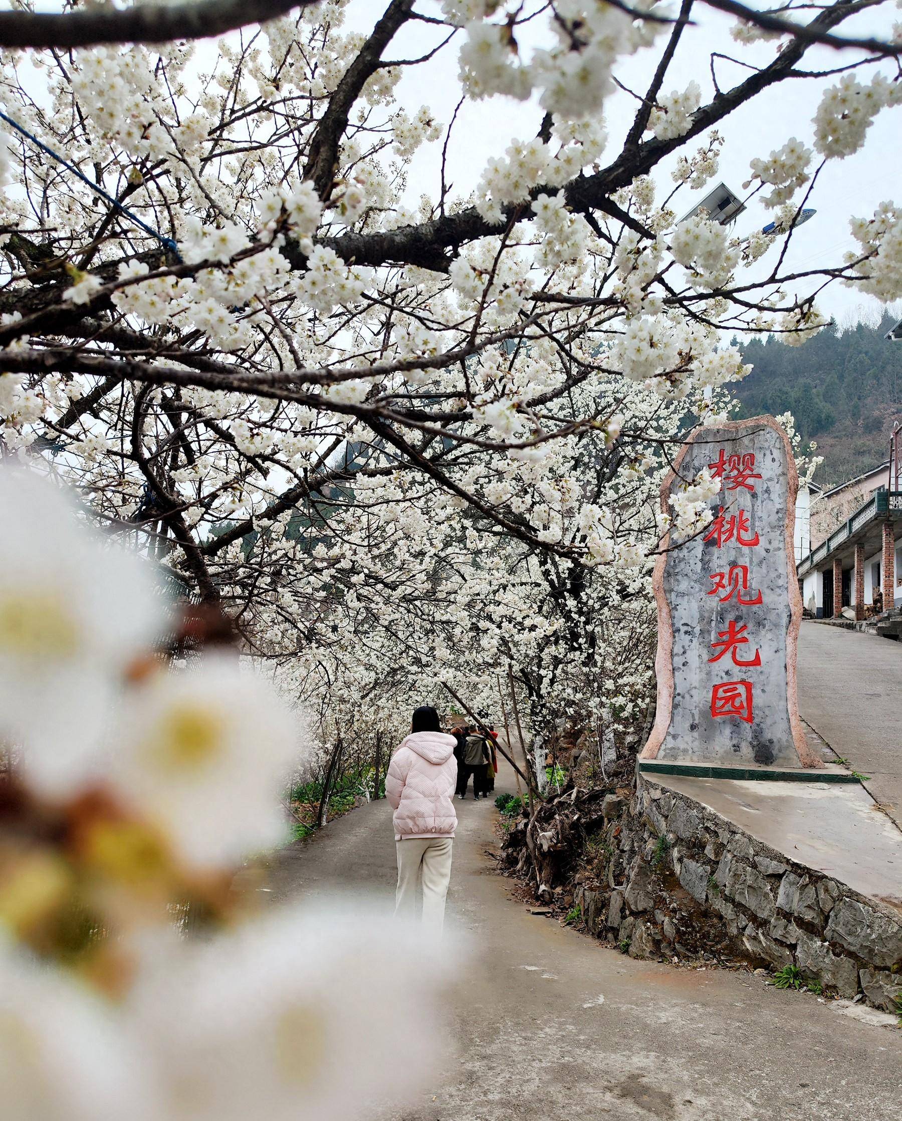 广元昭化樱花谷图片