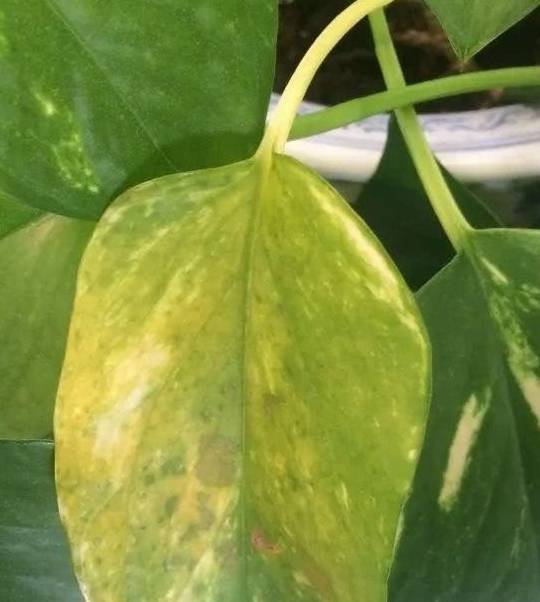 原创你种的绿萝叶子老是发黄解决4个问题绿萝叶子又绿油油了