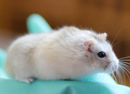 原创挑选心仪的仓鼠需要掌握四大套路这样才能带健康又可爱的它回家