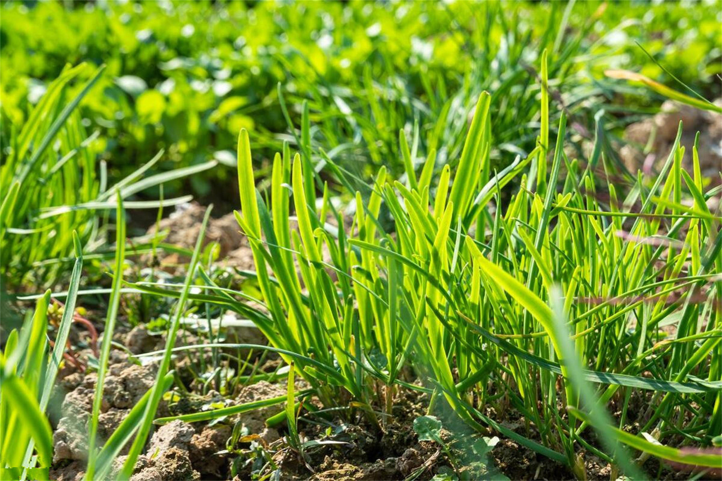 原创春天吃韭菜紫根和白根差别大了哪种好建议多了解