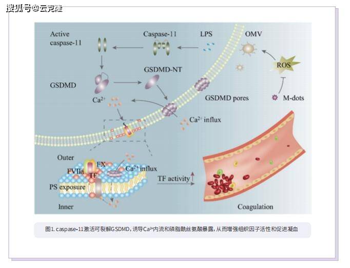 脓毒症新突破超小m‐dots抑制凝血级联反应解锁治疗先河