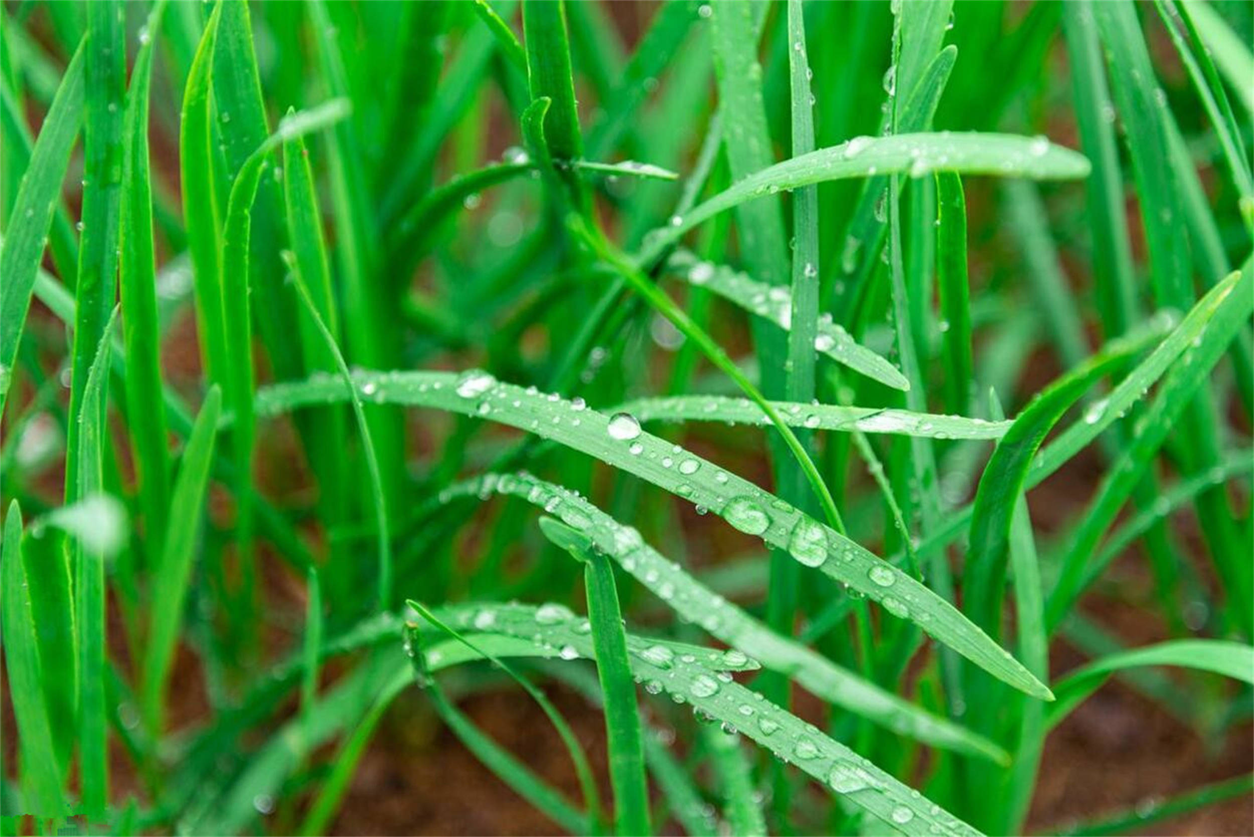 春天吃韭菜,"紫根"和"白根"差别大了!哪种好?