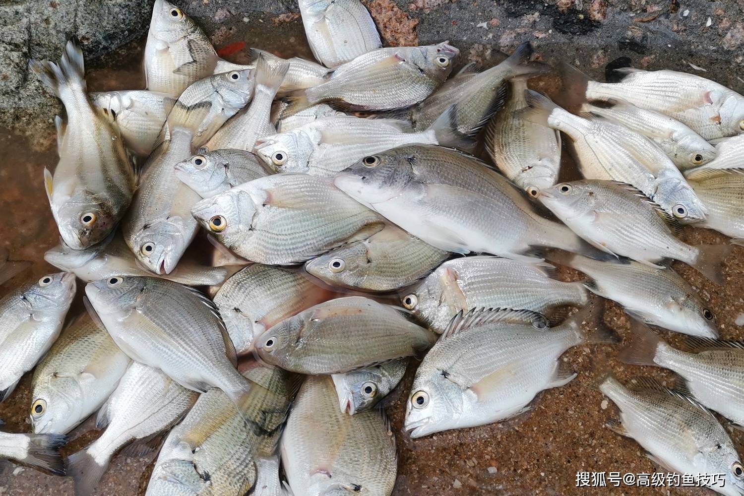 原创初春哪种海鱼最好钓初春最好钓的4种海鱼