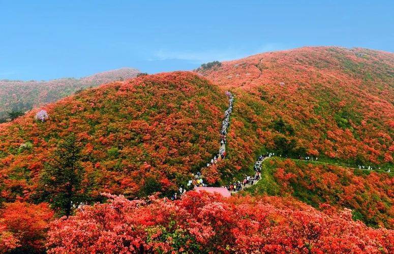 贵州杜鹃花景点图片