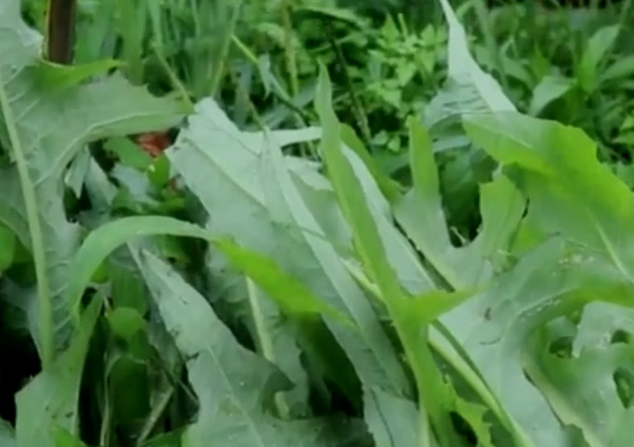 花苦猫野菜图片