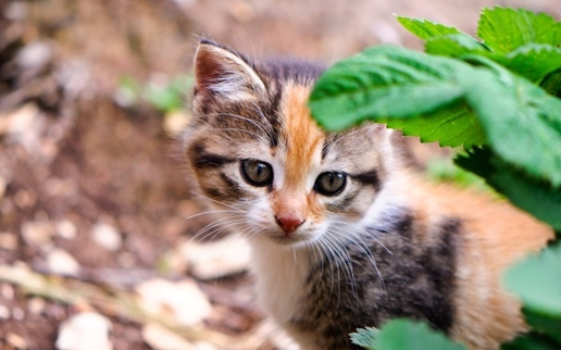 猫咪作为宠物越来越受欢迎,这是好事还是坏事……_救助_因为_一种潮流