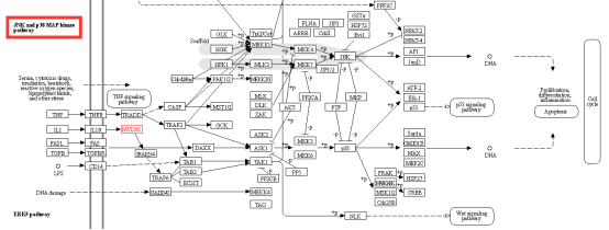 toll样受体信号通路中的myd882,调节参与免疫,炎症和细胞存活基因的nf