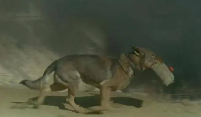 原创功勋军犬为拍戏被活活炸死士兵哭到吐血导演大喜拍得太好了