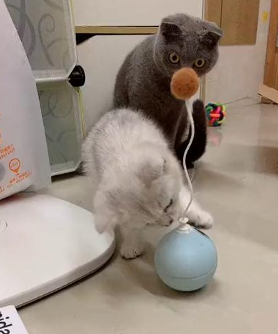 原创大橘经常在餐厅蹭剩饭橘猫自己吃饭很奇怪吗网友老顾客了