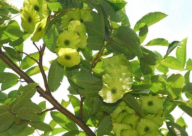 农村山里的这种植物叶子泡茶喝能降糖降脂降压和延缓衰老