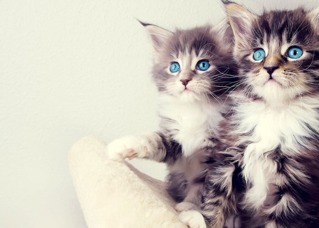 原创对于爱猫人士这几种可爱的猫咪你值得拥有