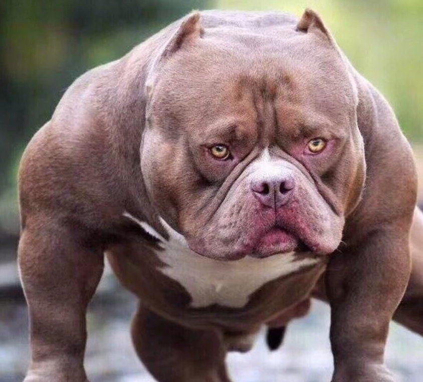 被误会最深的4种狗,恶霸犬不是最冤枉的,最后一种