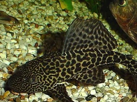 原创清道夫不净缸以前被蒙在鼓里醒来已是没鱼空缸