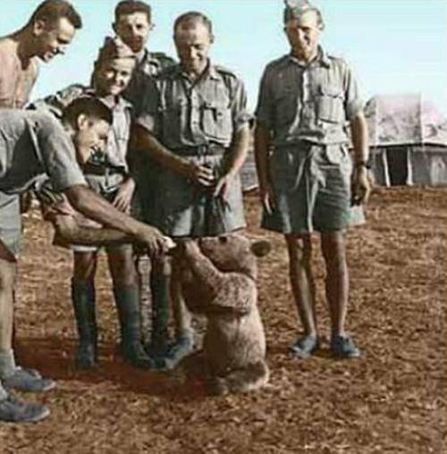 原创史上唯一当过兵的熊有军人头衔有工资本专门在战场上扛炮弹