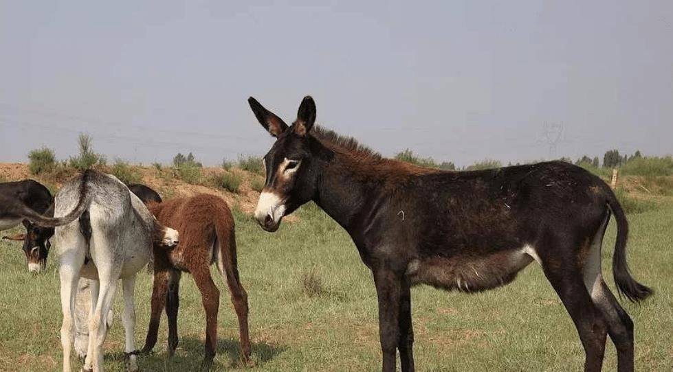 原创古语说马肉臭驴肉香饿死不吃骡子肉为何不吃骡子肉