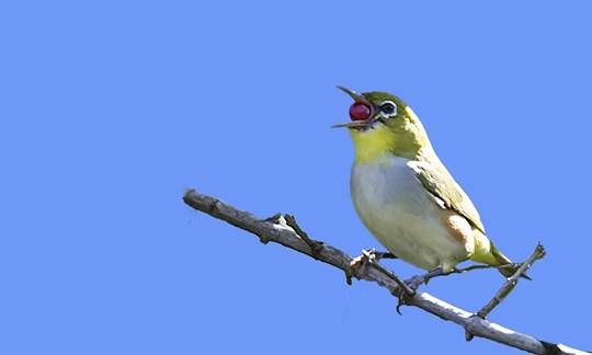 给绣眼单吃虫其实也可以,但是也的鸟友觉得这样是害鸟,没有这么玩的!