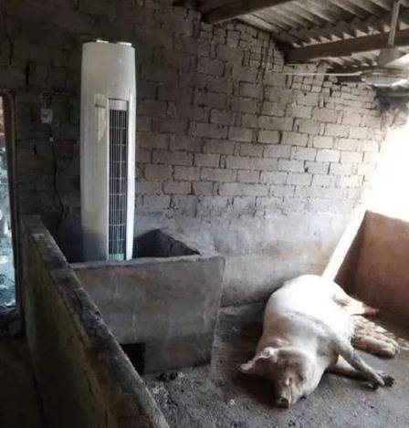 原创河北农民猪圈里频繁丢猪无奈报警专家赶到后激动说是座大墓