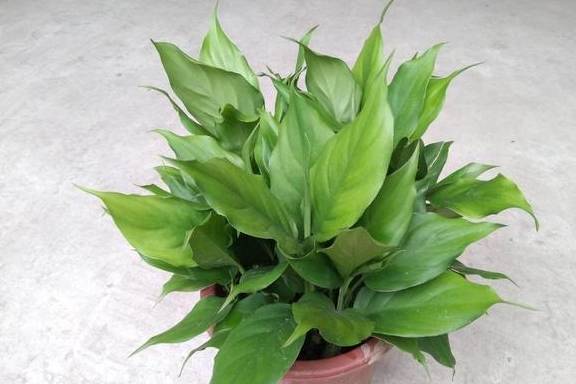 原创室内什么植物净化空气好绿植万年青效果好观赏度还很高