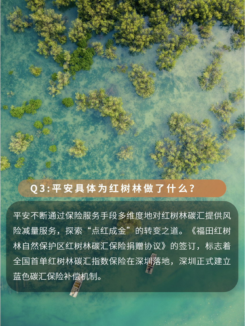 深圳红树林手抄报图片