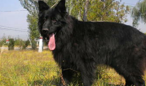 第一名,黑熊犬.