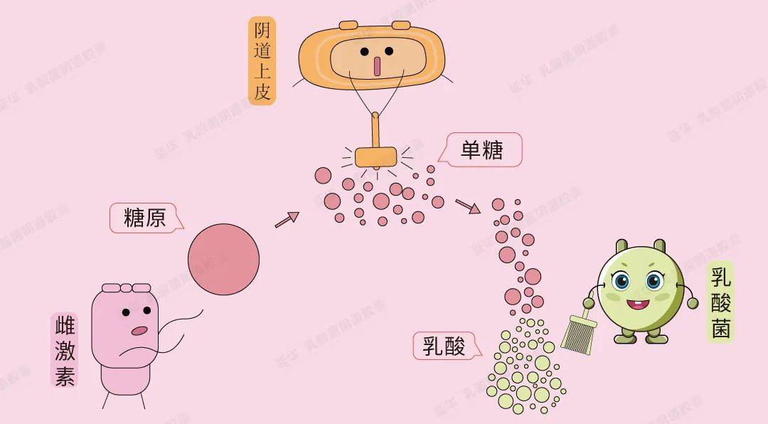 影响阴道微生态的因素有哪些?_乳酸菌_女性_致病菌