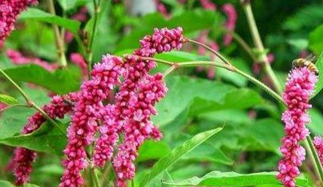 原创这野草是天然酒曲农民把它当杂草如今成稀罕物