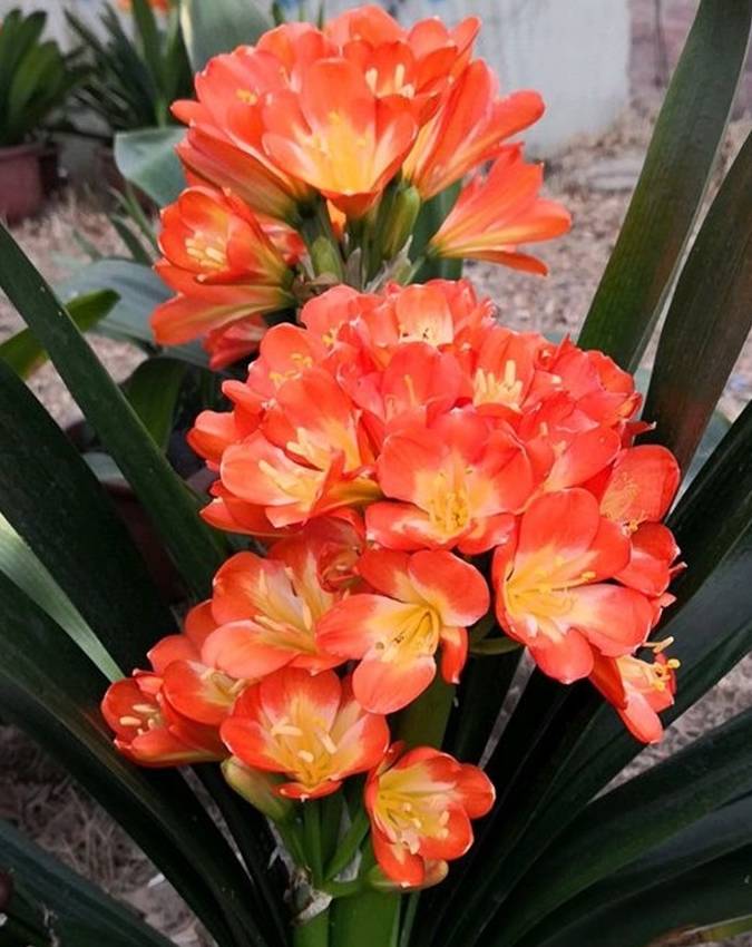 这3步做得好君子兰再也不烂根长得根壮叶肥年年开花