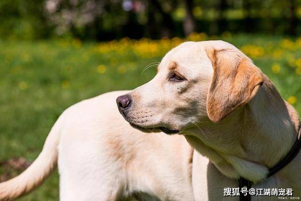 为啥"拉布拉多"越来越少人养?事实证明:养过就怕了!_问题_原因_同类