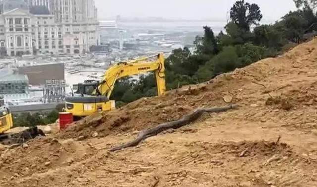 原创手臂那么粗龙岩一工地挖出冬眠蟒蛇长约25米重达35斤