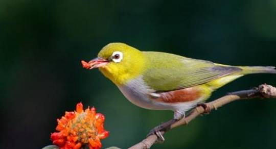 如果只给绣眼鸟粉料,粉料的话绣眼吃了拉得少,但是粉料营养不高,喂食