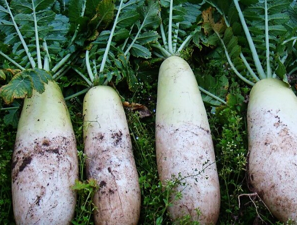 原创白萝卜和它是死对头同食可能会伤身损体很多人还不知道