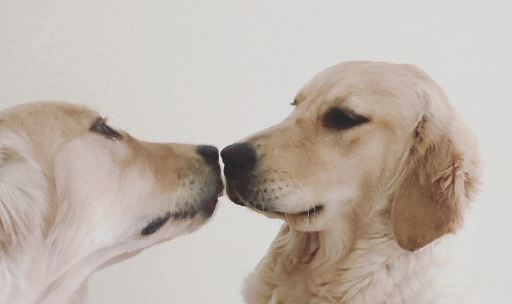 原创狗狗爱咬人有三个行为提前制止莫等狗狗咬伤人才后悔