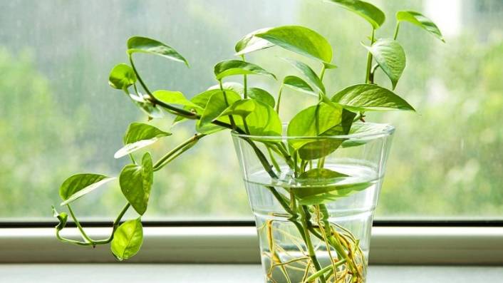 说到家养的绿色植物,你第一个想到的是什么?