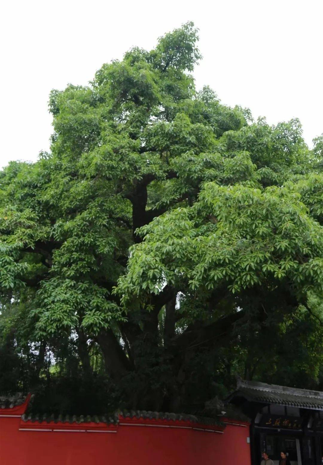 走带你看眉山人2000年前植的树这些活化石分布在