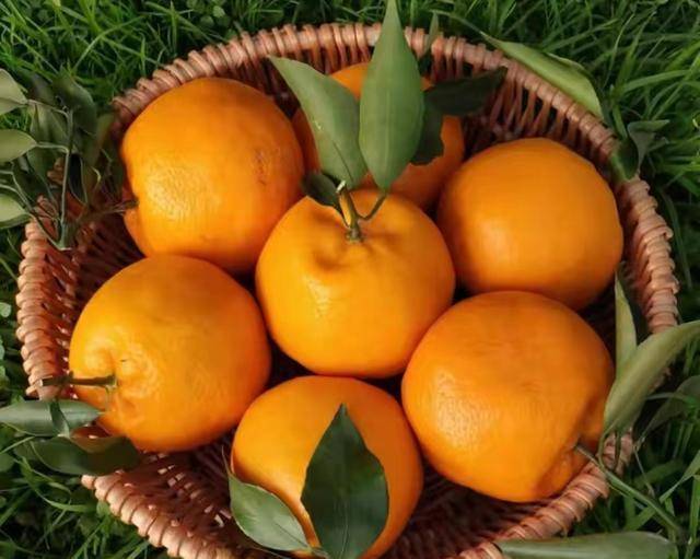 春见,耙耙柑,丑橘是同一种水果吗?