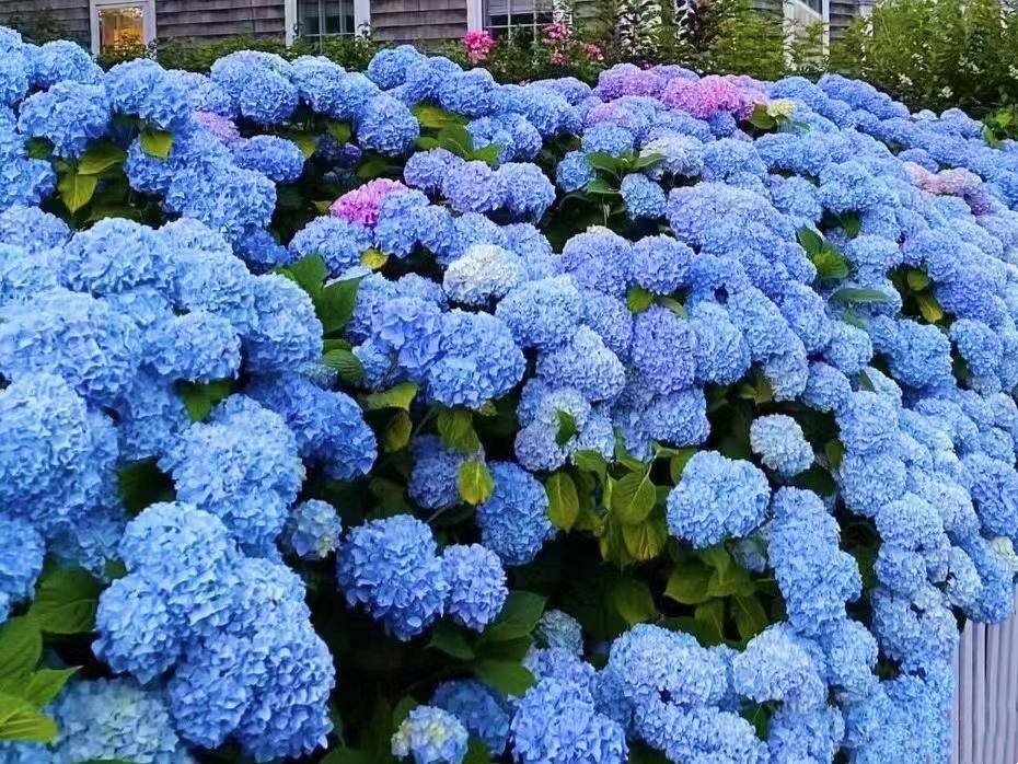 适合种在院子里的9种花