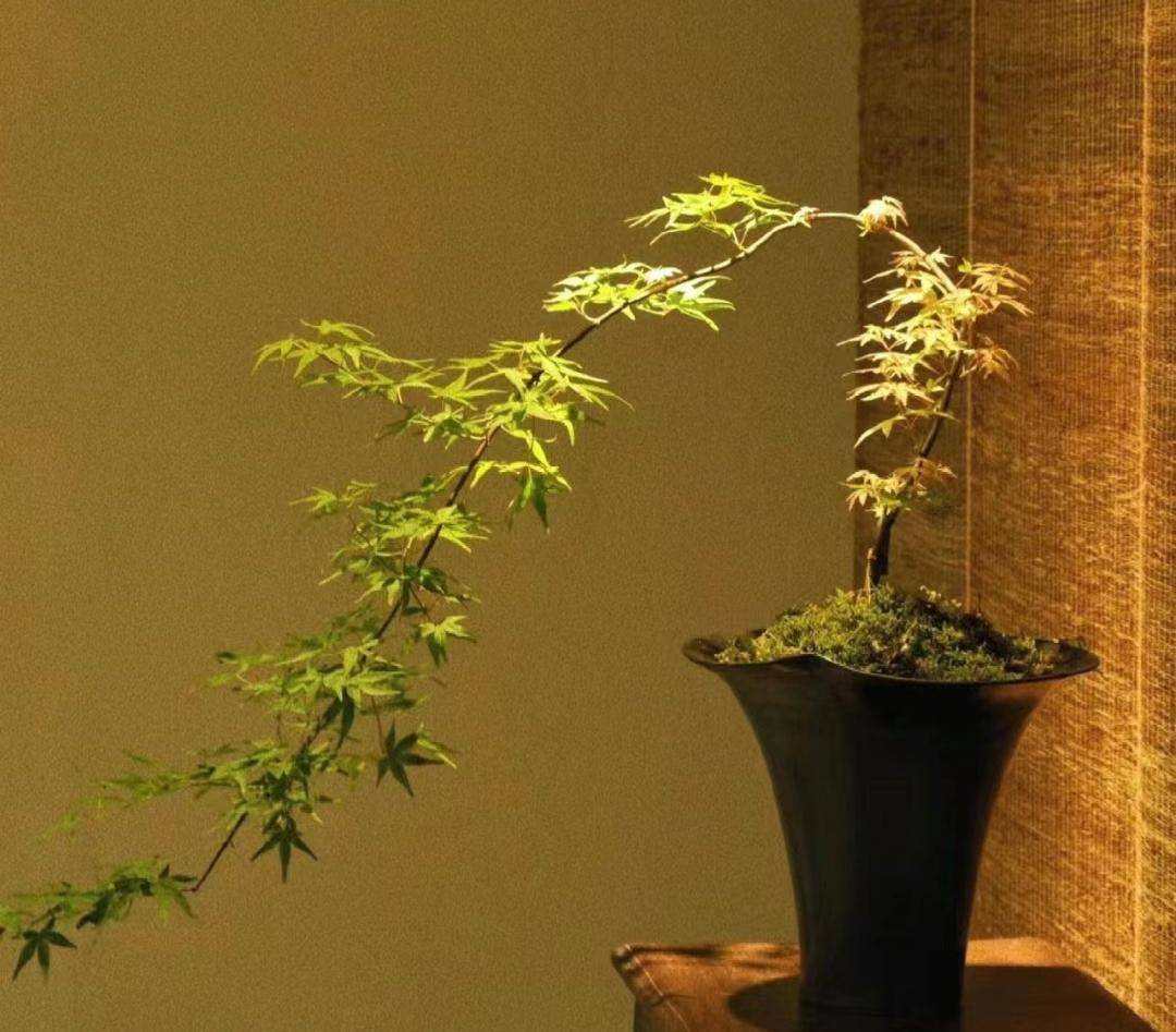 4,流泉枫小叶勒竹,新晋网红绿植,枝叶翠绿,尾梢下垂,弧度优美,植株