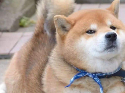 柴犬忠诚可爱的柴犬有着很高的人气,当初它们可以红遍全网的"表情帝"