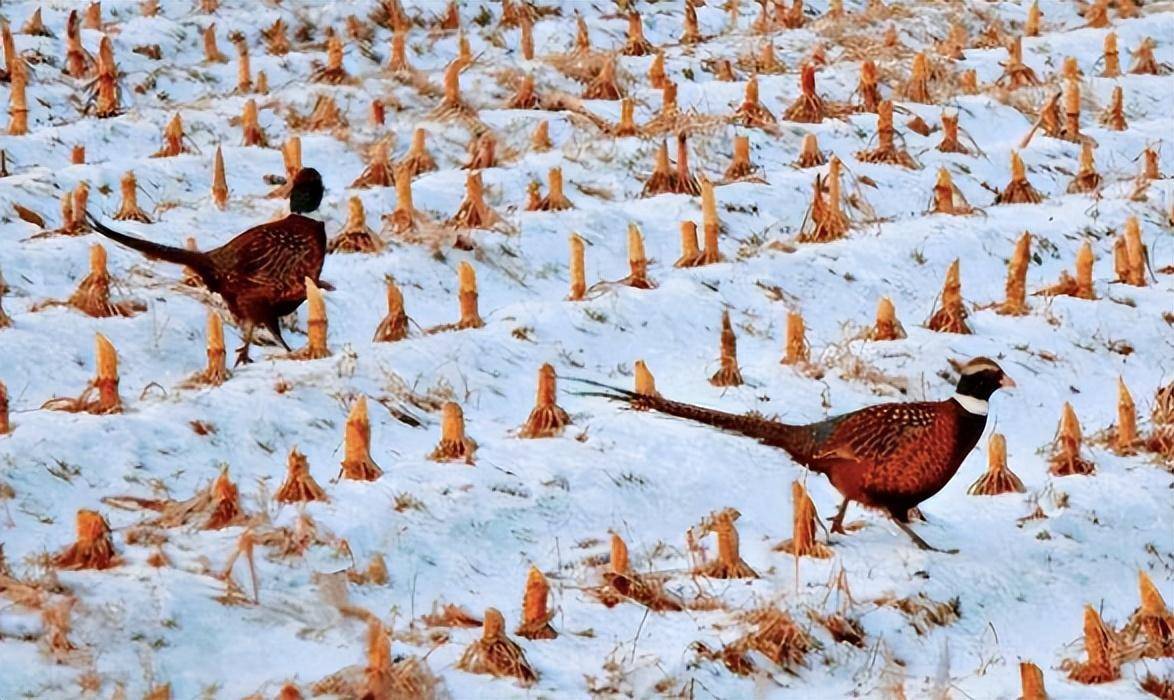 原创东北野鸡满天飞为何吃货却不敢下嘴因为真没人能惹得起